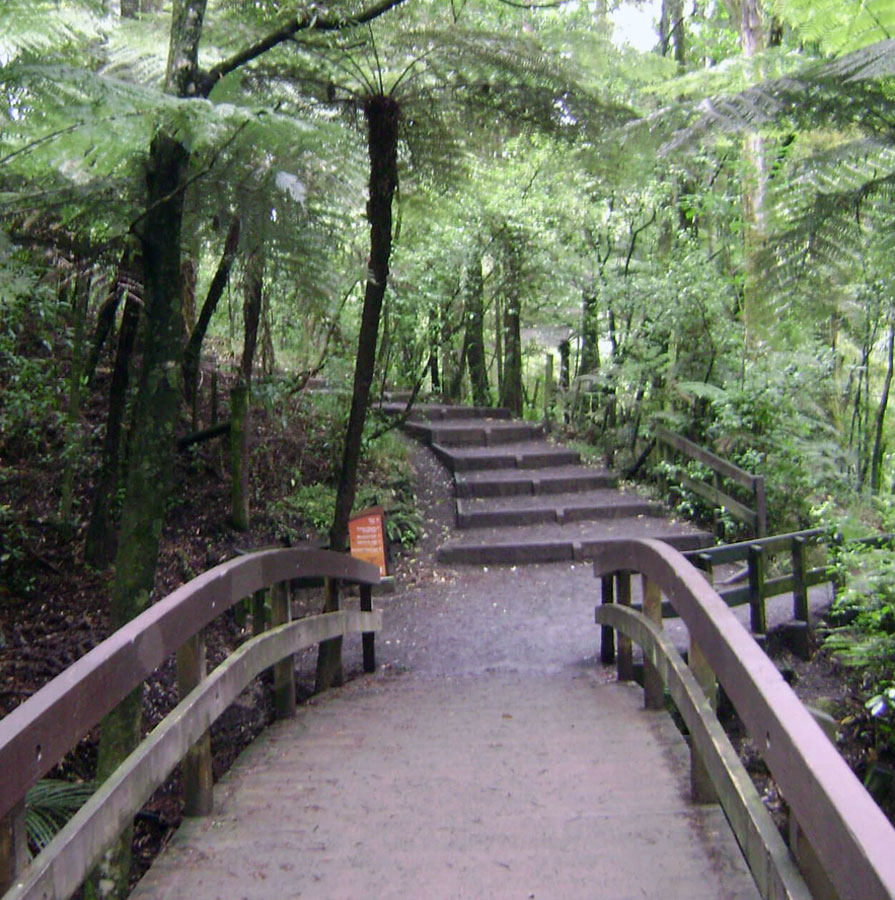 Totara Park forest